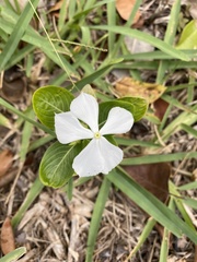 Catharanthus roseus image