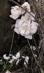 Hericium cirrhatum