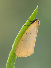 Setina irrorella