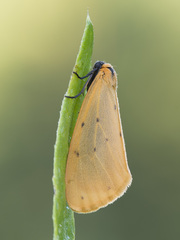 Setina irrorella