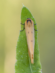 Setina irrorella
