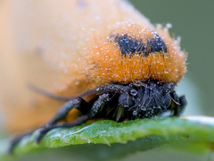 Setina irrorella