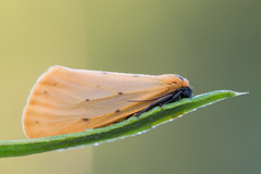 Setina irrorella