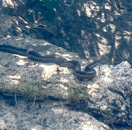iNaturalist observation photo of Sierra Garter Snake