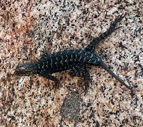 iNaturalist observation photo of Western Fence Lizard