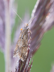 Brachmia blandella