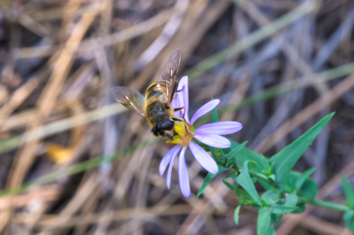Unknown species found near Lolo, MT, USA