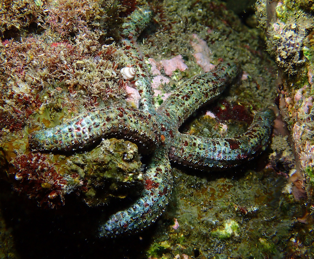 Dactylosaster