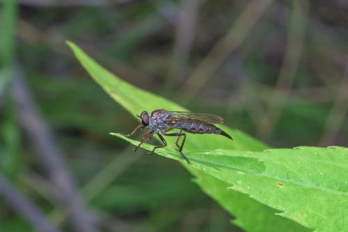 Unknown species found near Lolo, MT, USA