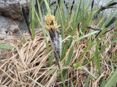 Carex senta