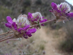 Dalea pulchra