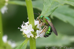 Agapostemon splendens