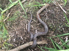 Erythrolamprus epinephalus