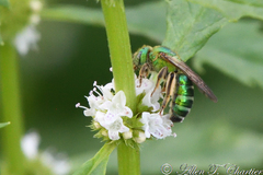 Agapostemon splendens