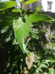 Syrphus octomaculatus