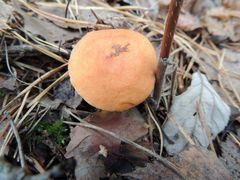 Lactarius tabidus