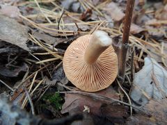 Lactarius tabidus