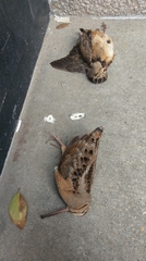 Scolopax minor