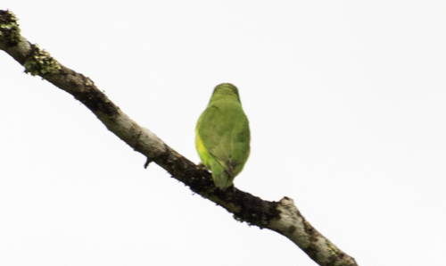 Cobalt-rumped Parrotlet