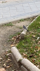 Motacilla alba