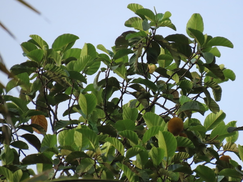 Hirsute Artocarpus (Artocarpus hirsutus)