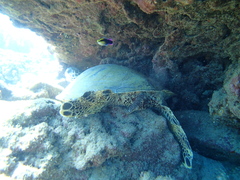 Labroides phthirophagus