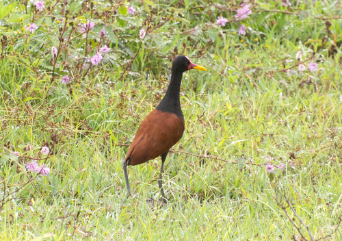South American Wattled Jacana