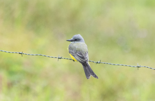 Tyrannus melancholicus despotes