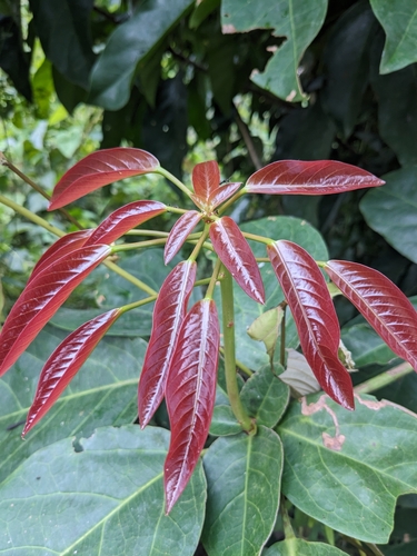 Coastal Goldenleaf
