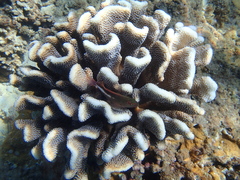 Pocillopora grandis