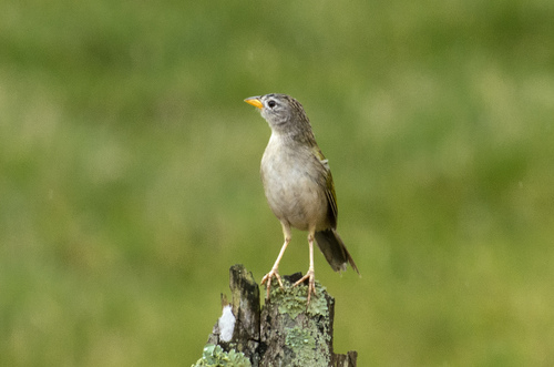 Wedge-tailed Grass-Finch