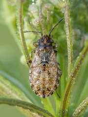 Nithecus jacobaeae