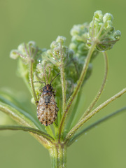 Nithecus jacobaeae