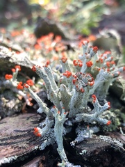 Cladonia ravenelii