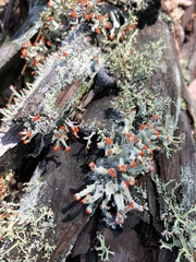 Cladonia ravenelii