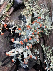 Cladonia ravenelii
