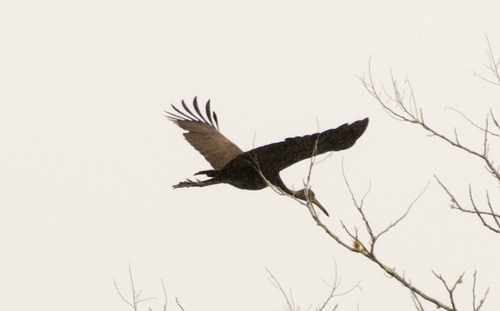 Brown-backed Limpkin