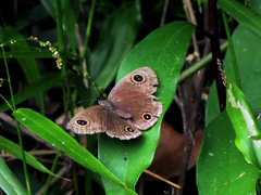 Ypthima multistriata