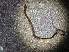 Nerodia fasciata × clarkii