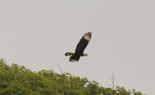 Crested Caracara