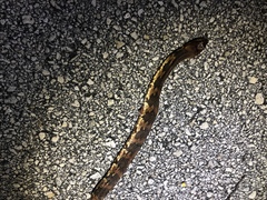 Nerodia fasciata × clarkii