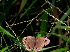 Ypthima multistriata