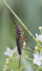 Lissonota lineolaris
