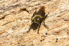 Laphria affinis