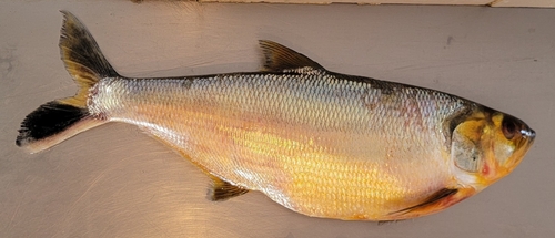 Amazon pellona (Pellona castelnaeana) — Pristigasteridae — 5