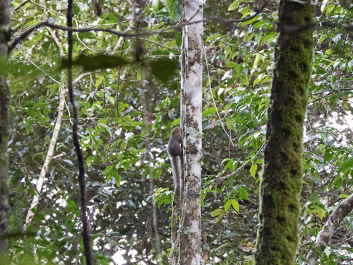 Prosciurillus murinus