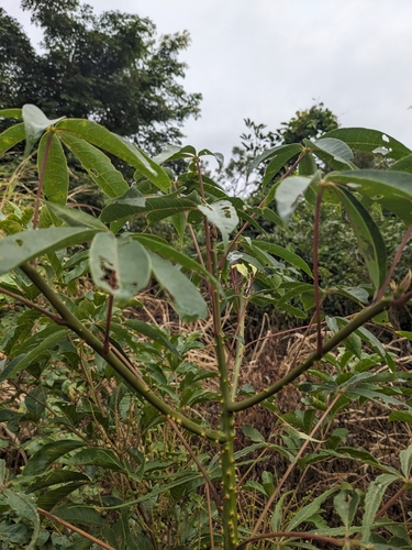 Kapok Tree