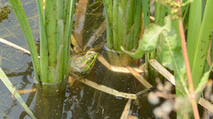 Pelophylax chosenicus