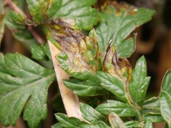 Calycomyza artemisiae