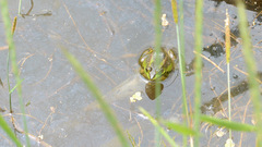 Pelophylax chosenicus